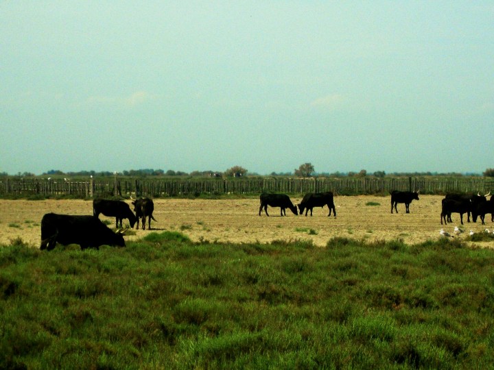 La Camargue