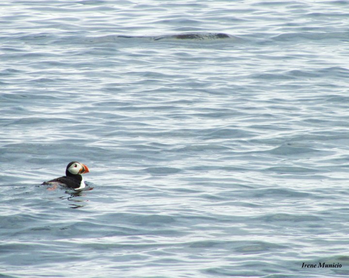 Puffins