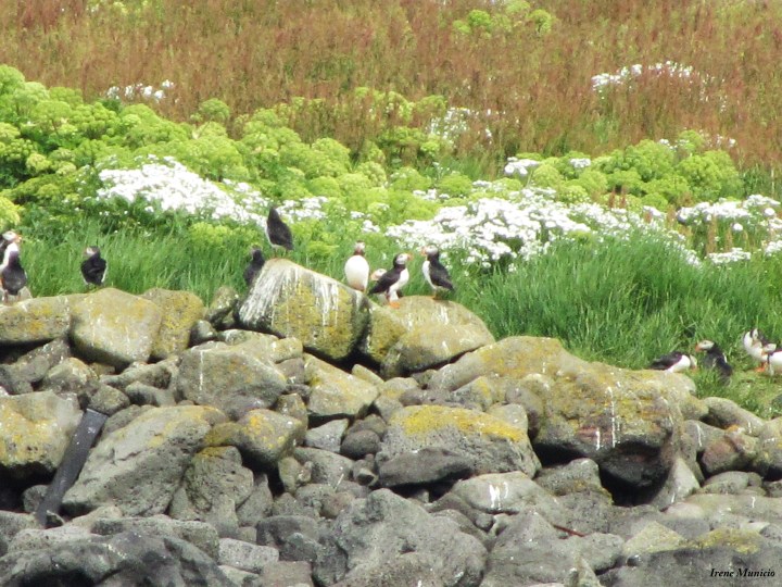 Puffins
